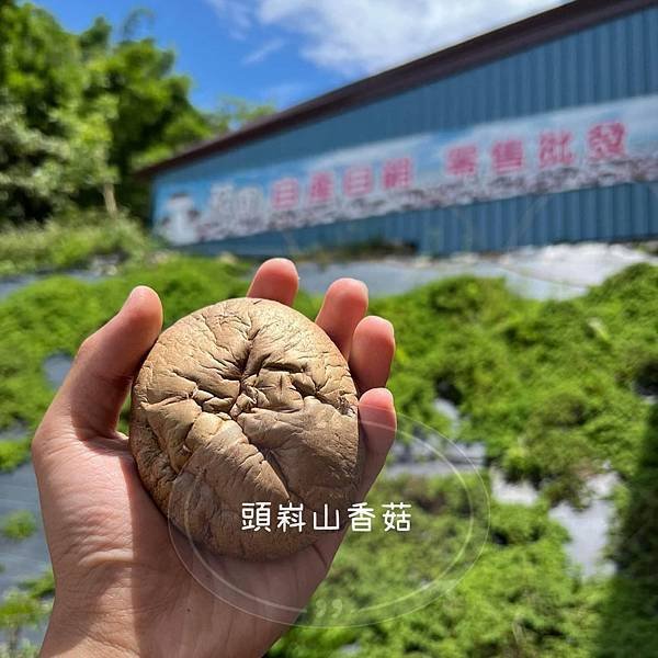 黑早冬菇香味濃郁 新社頭嵙山香菇伴手禮