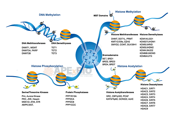 epigenetics APEXBIO.png