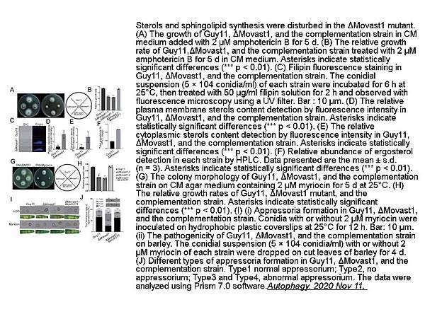 兩性黴素 B (Amphotericin B) CAS# 1397-89-3 APExBIO貨號B1885 3.jpg