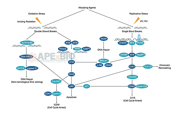 DNA-Damage-DNA-Repair系列產品.png