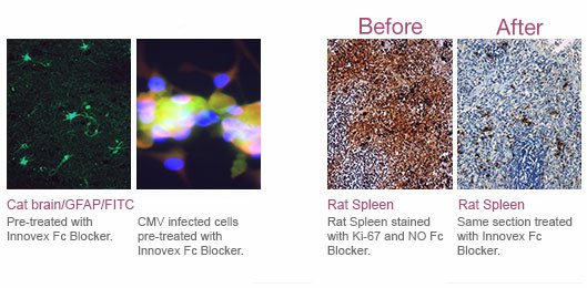 fc_receptor_block_current.jpg