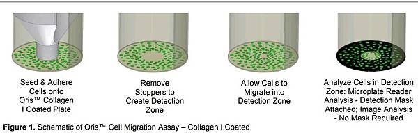 cell-migration-assay.jpg