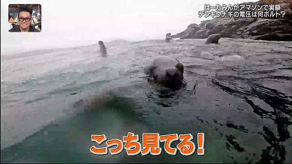 おためしイッテQ 第四回 3 海獅 3.jpg