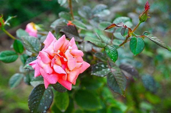 DSC_4033.JPG