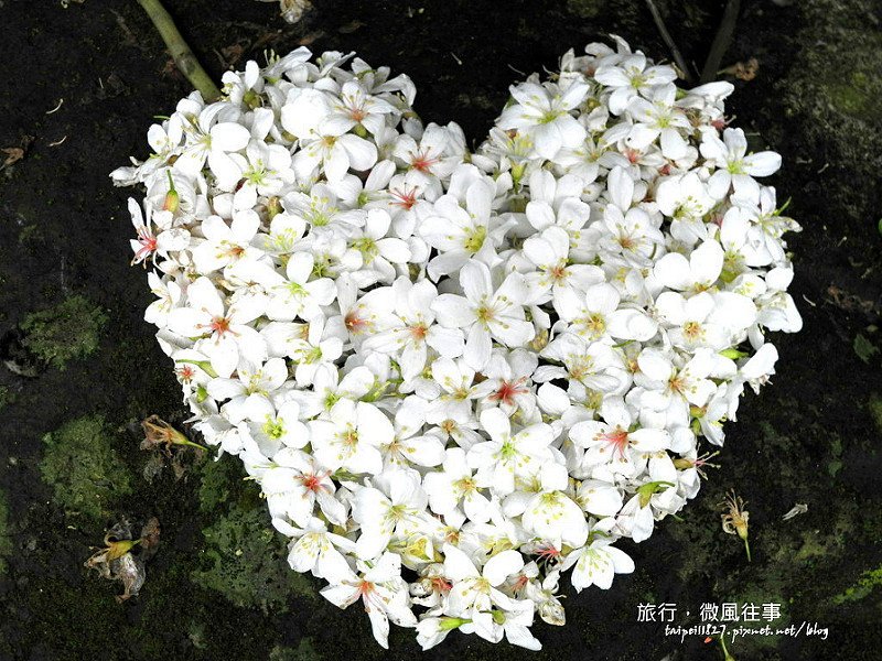 DSCN2904