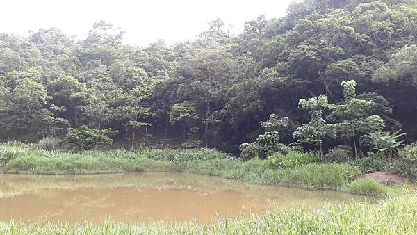 (221汐止區)翠湖+內溝山+老鷲尖+汐止鷹石尖 環狀步道半