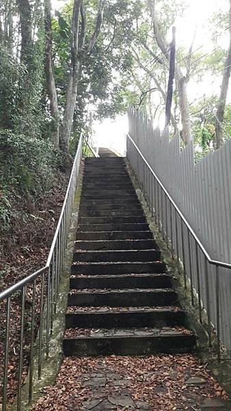 (325龍潭區)午後私房小旅 樟之細路 林埤古道 清水坑古道