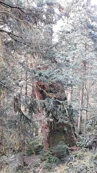 【夢幻國度】四神湯の縱走(神社、神代山、神代池、神木)&amp;蘭崁
