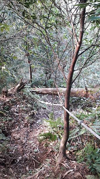 【夢幻國度】四神湯の縱走(神社、神代山、神代池、神木)&amp;蘭崁