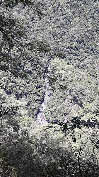 【美哉🌸司馬庫斯】雪白山❄(桃園最高峰)、司馬庫斯二日遊 步