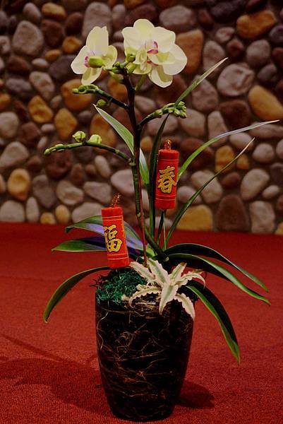 1-2贈品蘭花組盆.JPG