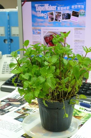 P1130241.jpg
