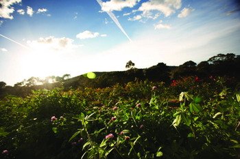 Jurlique farm.jpg