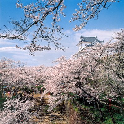 1鶴山公園kakuzan-park(tsuyama-shi).jpg