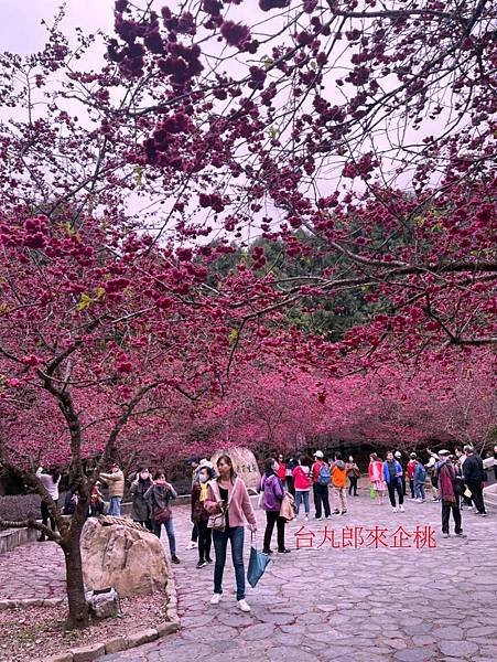 batch_九族.jpg
