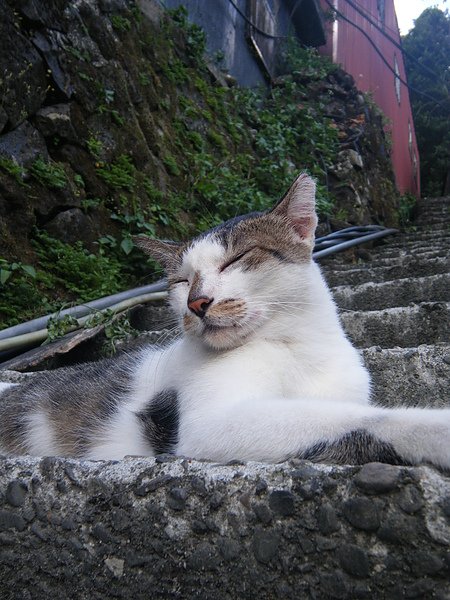 猴硐貓4.JPG