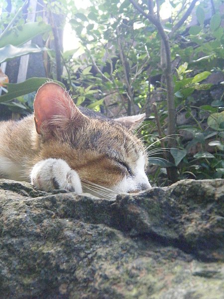 猴硐貓2.JPG