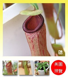 台灣蝕-葫蘆豬籠草-N. ventricosa_預覽.jpg