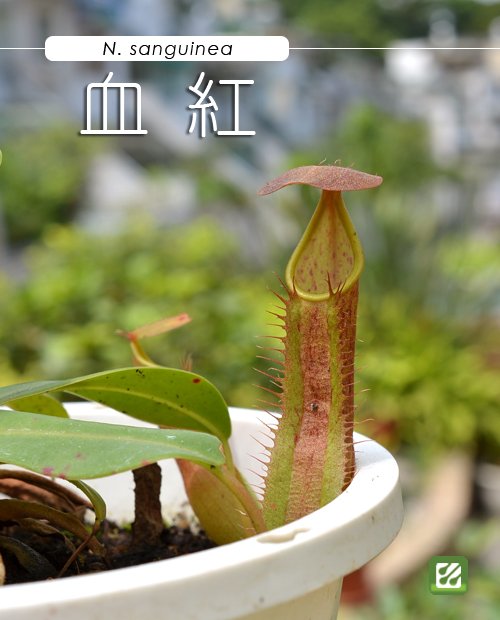 台灣蝕-血紅豬籠草-N. sanguinea_01.jpg