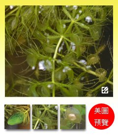 台灣蝕-貉藻-Aldrovanda vesiculosa_預覽.jpg