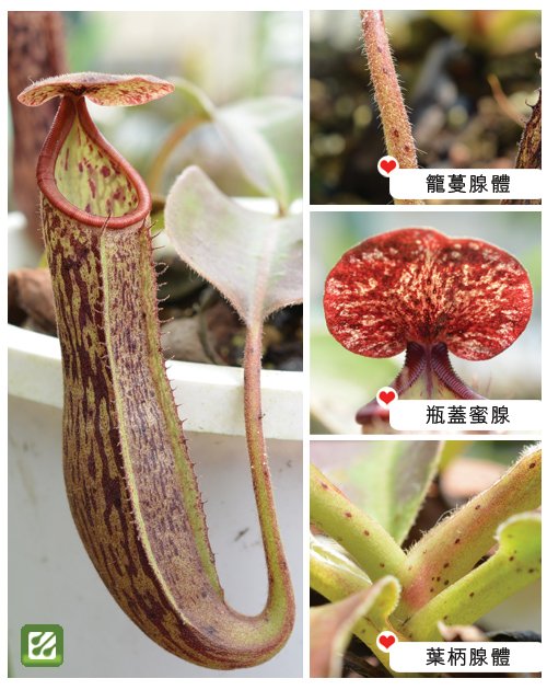 台灣蝕-腺毛波斯豬籠草-N. glandulifera x boschiana_02.jpg