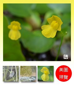 台灣蝕-黃花貍藻-Utricularia aurea_預覽.jpg