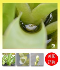 台灣蝕-食蟲鳳梨-Catopsis berteroniana_預覽.jpg