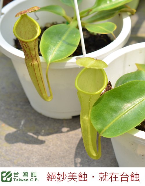 台灣蝕-風鈴陳氏豬籠草-N. campanulata x chaniana_04.jpg