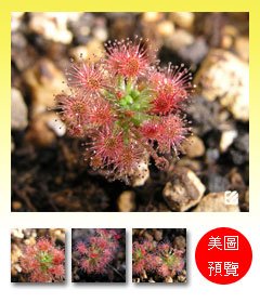 台灣蝕-蘿絲娜迷你毛氈苔-D.-paleacea-subsp.-roseana-預覽.jpg