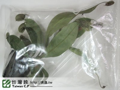 台灣蝕-0221-謝小姐出貨品管-1.jpg