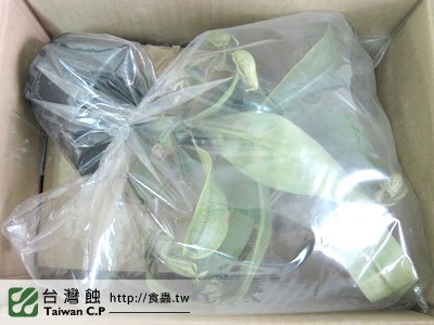 台灣蝕-0223-邱先生出貨品管-2.jpg