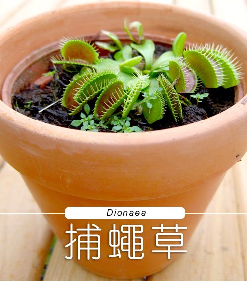 台灣蝕-捕蠅草-Dionaea_01.jpg