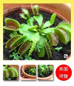 台灣蝕-捕蠅草-Dionaea_預覽.jpg