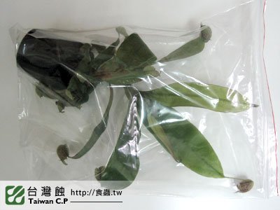 台灣蝕-0223-邱先生出貨品管-1.jpg