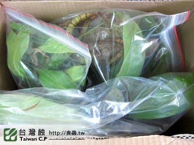 台灣蝕-1102-出貨品管-1.jpg