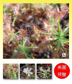 台灣蝕-蠍子毛氈苔-D.-scorpioides-預覽.jpg