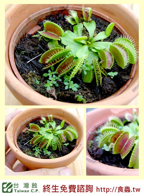 台灣蝕-捕蠅草-Dionaea_02.jpg