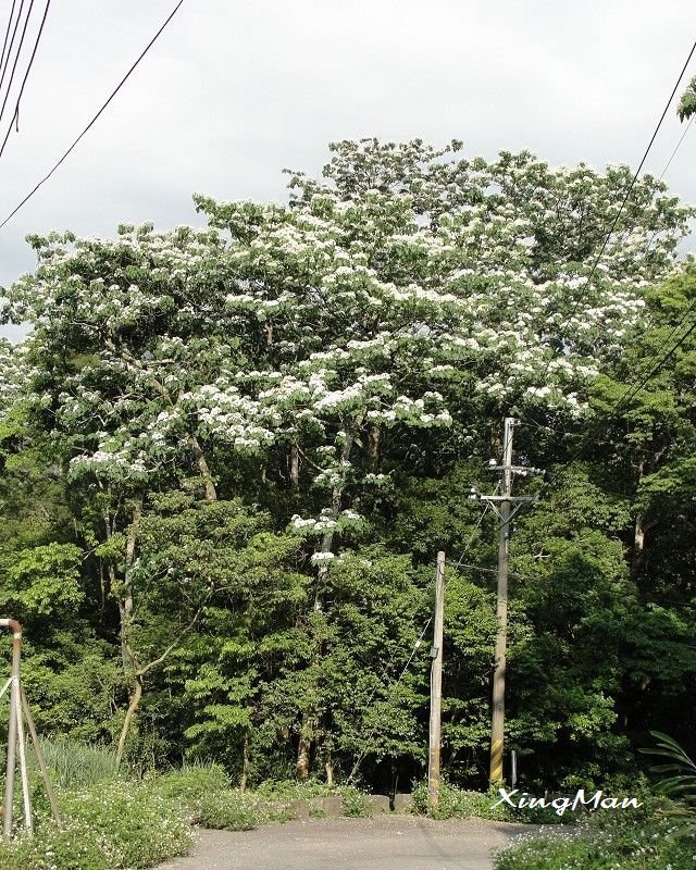 桐花 - &lt;div align=center&gt;4