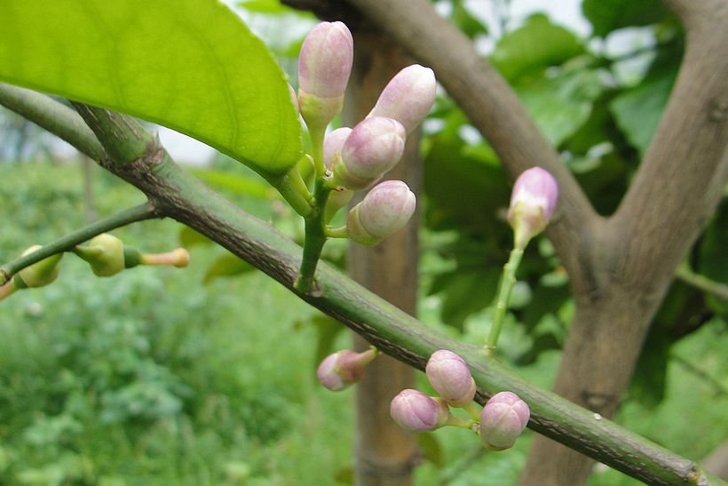 檸檬花