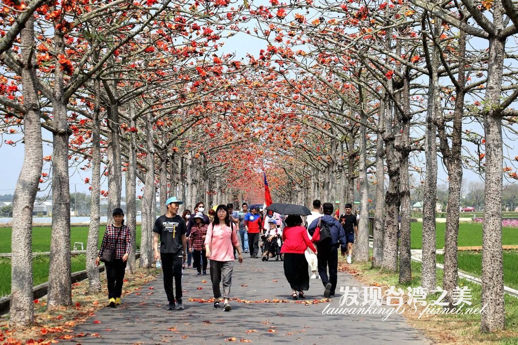 2020年台南林初埤木棉花大道