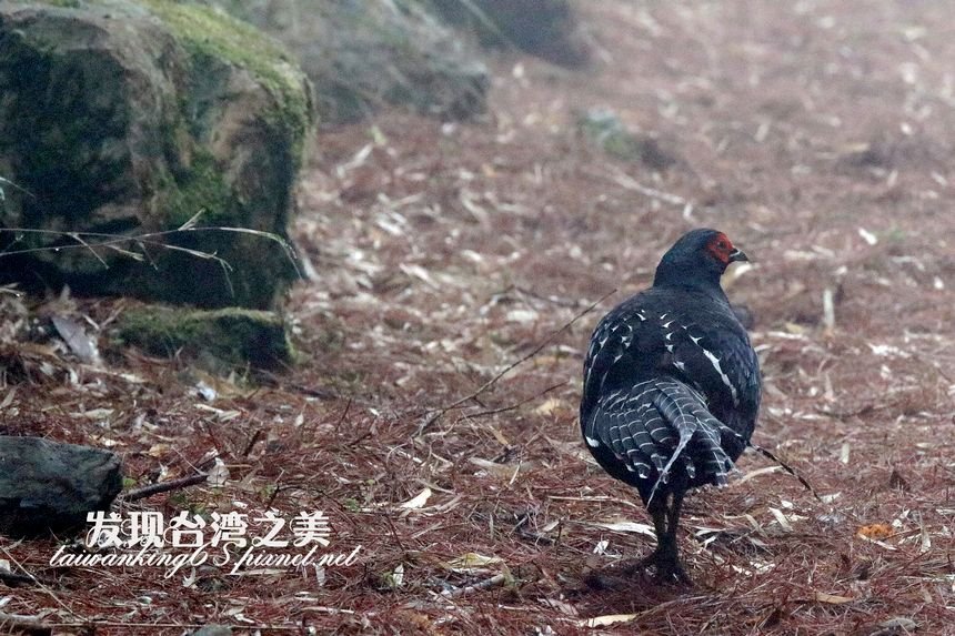 大雪山帝雉