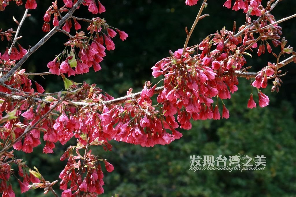 台灣山櫻花