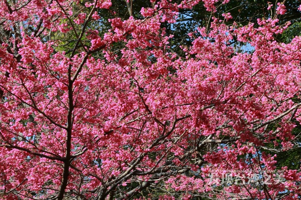 台灣山櫻花