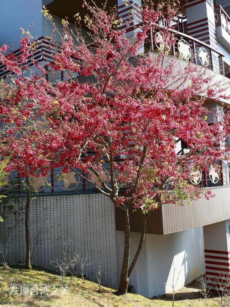 台灣山櫻花
