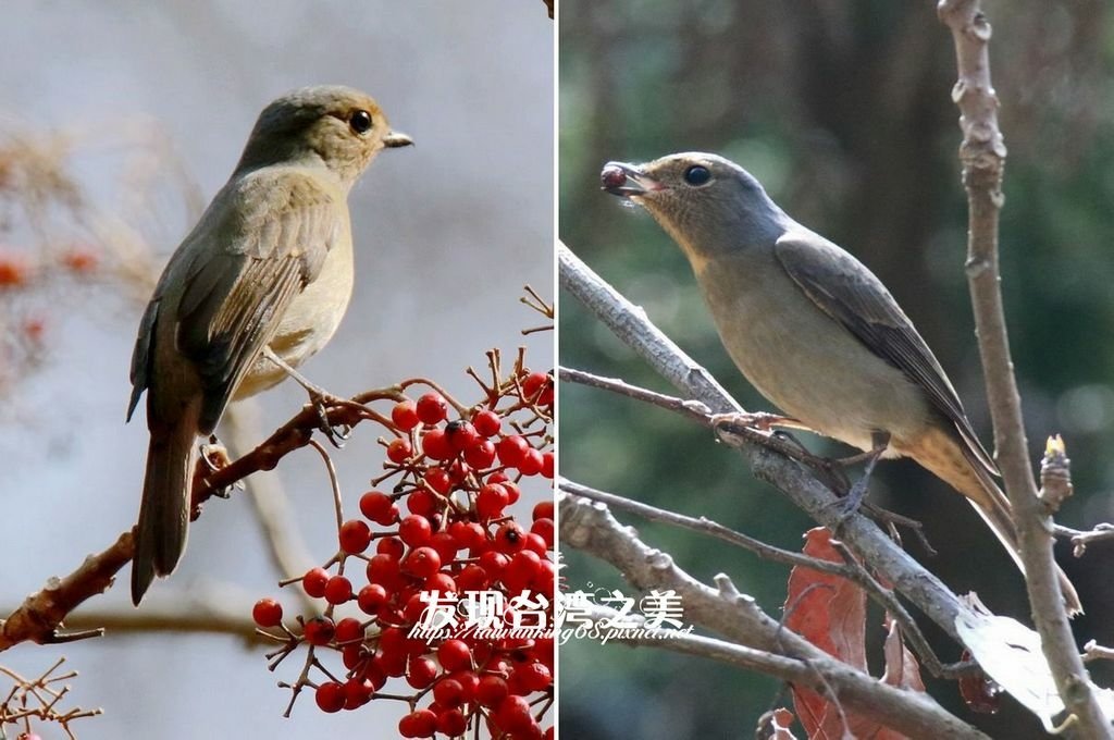 大雪山黃腹琉璃
