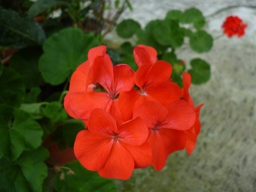 P1180070-1.jpg