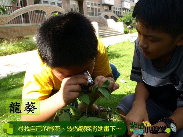 觀察的龍葵.bmp