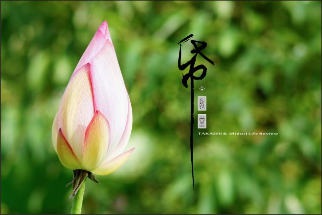 紙教堂-6.jpg