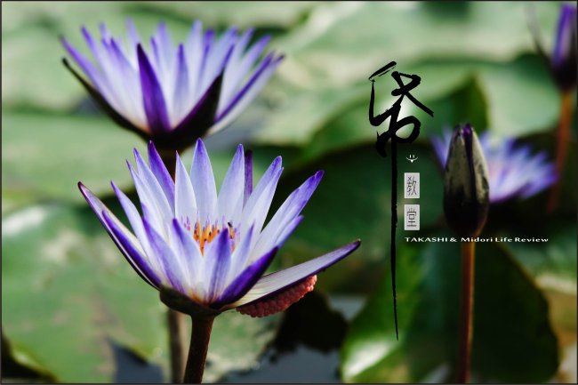 紙教堂-9.jpg