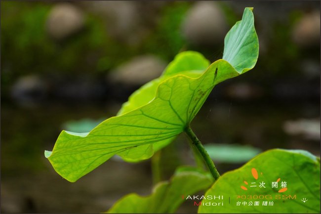 70-300G-二次開箱-13.jpg